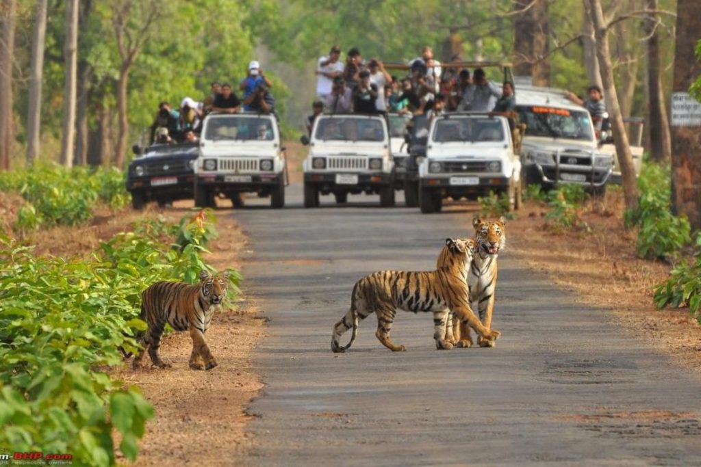 Embark on a Wildlife Safari in Rajasthan